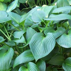 Hosta 'Devon Green'